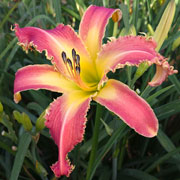 Alligator Reaper Daylily